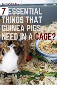 Pin On Guinea Pig Cage Bedding Food Toys And More