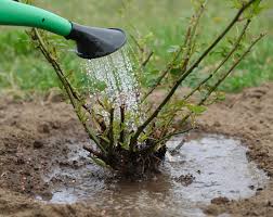 Ils fleurissent sur les jeunes tiges ayant poussé l'année précédente sur le. Plantation Du Rosier Conseils Et Periode Pour Bien Planter