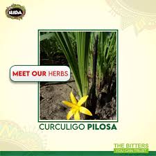 Image result for Curculigo pilosa