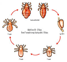 Image result for lice life cycle