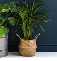 To create this basket, niko. Natural Seagrass Basket Or Planter By The Forest Co Notonthehighstreet Com