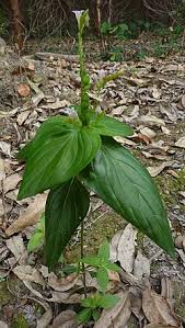 Image result for Spigelia anthelmia