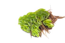 Image result for Salvinia hastata