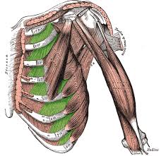 Inspiratory muscle activation was further characterized by single motor unit (smu) recordings. Muscles Of Thorax Intermediate Back Muscles Thoracic Cage Flashcards Quizlet