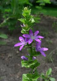 Seeds Triodanis Perfoliata Venus Looking Glass
