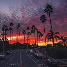 Tagged with sunset, roadtrip, chill, and indie. Roadtrip Palm And Sunset Image 6879886 On Favim Com