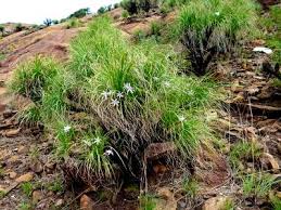 Image result for Xerophyta wentzeliana