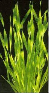 Image result for Vallisneria