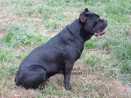 Two gorgeous examples of a cane corsos: Cane Corsos San Rocco Cane Corso Puppies For Sale San Rocco Cane Corso