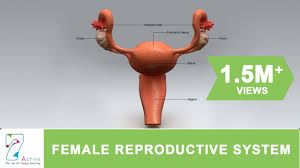 The realreal is the world's #1 luxury consignment online store. Women S Real Real Human Body Human Female European Articulated Skeleton Bone Clones Held In London This Year The Event Features Real Bodies Preserved By A Museum Employee Looks