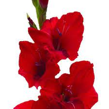 Gladiolus Red Flower Fiftyflowers Com Beach Wedding Flowers Cheap Wedding Flowers Champagne Wedding Flowers