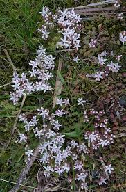 We did not find results for: Stonecrop English English Stonecrop Wild Flower Finder