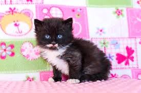 Why buy a kitten for sale when you can adopt a kitten? Pin On Animal Posters