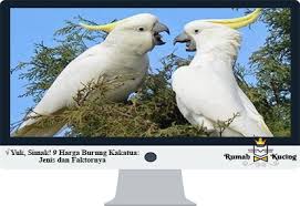 Baru setelah itu akan menunjukan bulu dewasanya. Yuk Simak 9 Harga Burung Kakatua Jenis Dan Faktornya