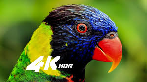 Yeni 4k Hdr Resim