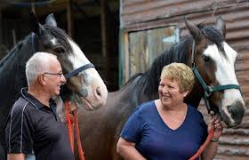Veteran cavalcaders leaving horses at home this year