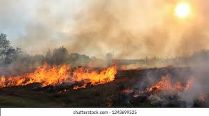 Image result for tbn:XVFRz-6Maj2JLM::www.jolmag.co.za/wildfire/images/Logos/vuvuzela_header.jpg