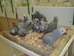 Image result for african grey parrot for sale