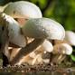 Wild Rivers Mushroom Festival
