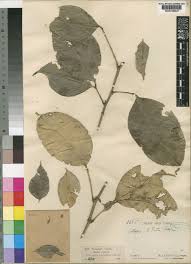 Image result for Citropsis