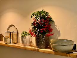 Image result for Boscia filipes