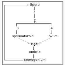 Pada saatsporofit dewasa, sporofit tersebut kemudian menghasilkan satu atau lebih sporangia (apabila tunggal disebut dengan sporangium). Perhatikan Gambar Diatas Perhatikan Gambar Skema Metagenesis Lumut Dibawah Ini