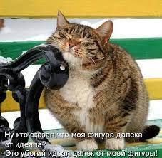 Забавные коты в картинках с надписями