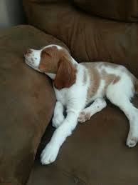 Britany Sleeping