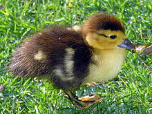 Duck Wikipedia