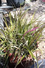 Enabled through following strong tolerances: You Can Grow Queen S Tears Easily Without Shedding Tears Gardening With Soule