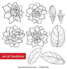 Vector Set With Outline Gardenia Flower Ornate Bud And Leaves In Black Isolated On White Background Perennial Tropica Gardenia Tattoo Flower Drawing Gardenia