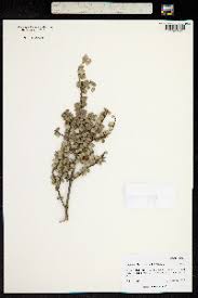 Image result for Maytenus chasei