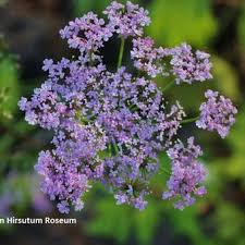 Check spelling or type a new query. Chaerophyllum Hirsutum Roseum