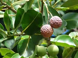 Image result for Calophyllum inophyllum