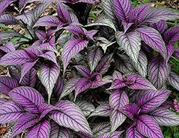 Amazon Com Persian Shield Live Plant Strobilanthes Inside Out Fit 6 Pot Garden Outdoor Tanaman Hias Daun Menanam Tanaman Indoor