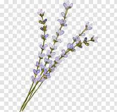 If your girlfriend is such, then you are in the right place! English Lavender Clip Art Image Gif Common Sage Lavander Flower Tree Transparent Png