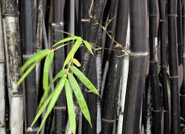 Clumping bamboos, on the other hand, are sympodial. Different Types Of Bamboo Learn About Bamboo Plants For The Garden