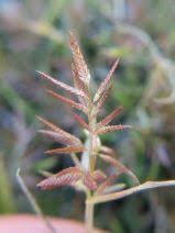 Image result for Eragrostis echinochloidea