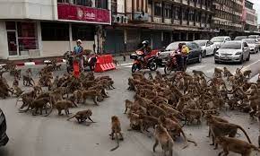 Video: Two Gangs Of Monkeys Fight In The Streets Of Thailand, Bring Traffic  To A Standstill - Gulftoday