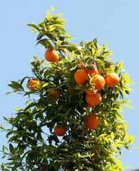… some, like apples, need another variety to pollinate them, but citrus do not. Orange Tree Planting Pruning Care Diseases Pests And More Answers