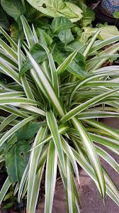 Image result for Chlorophytum anceps