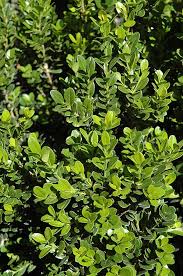 We did not find results for: Baby Gem Boxwood Calloway S Nursery