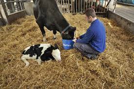 A Simple Way To Help Dairy Cows Recover After Calving Agriland Ie