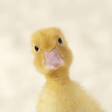 Also question is, how fast can a duck swim? Everything You Ever Wanted To Know About Ducks