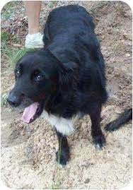 Lutz Fl Border Collie Golden Retriever Mix Meet Chloe A Dog For Adoption Http Www Adoptapet Com Pet 6589637 Lutz Florida Dog Grooming Dogs Dog Adoption