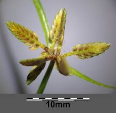 Image result for Pycreus flavescens