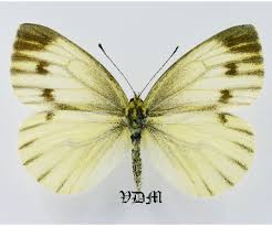 Image result for Pieris napi