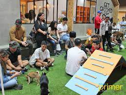 Bark Central In Eastwood City Manila S First Indoor Off Leash Dog Park Philippine Primer Indoor Dog Park Dog Park Dog Playground