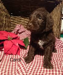 The poodle is an active, athletic breed with the different breed varieties varying predominantly by their size. German Shorthaired Pointer Poodle Standard Mix Puppy For Sale In Sugarcreek Oh Adn 57923 On Pup German Shorthaired Pointer Pointer Puppies Puppies For Sale