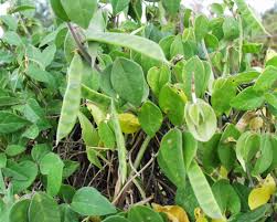 Image result for Macrotyloma africanum